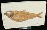 Nice Knightia Alta Fossil Fish #10891-1